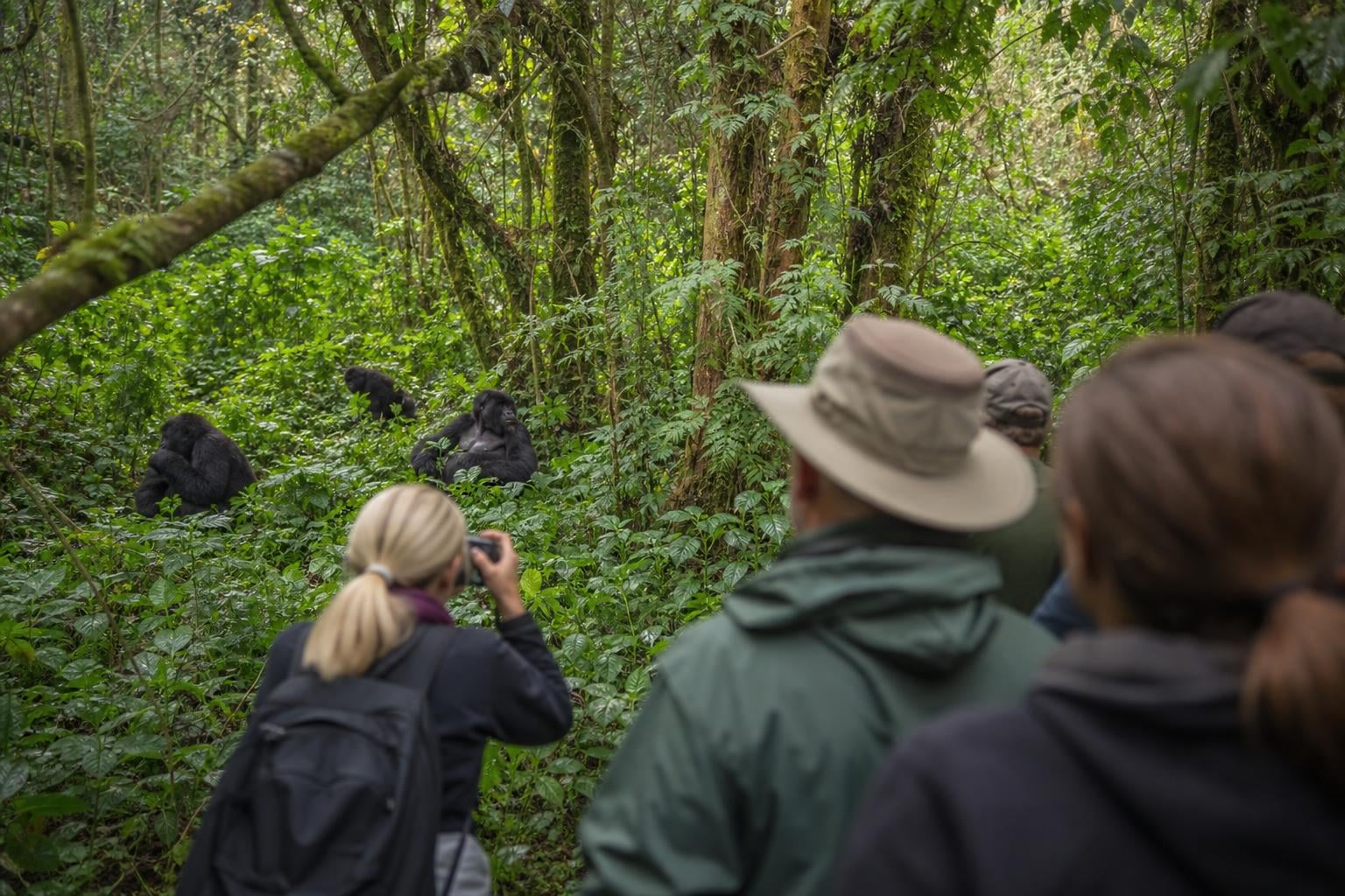 Gorilla Trekking Bwindi Sectors: 2026 Guide to All 4