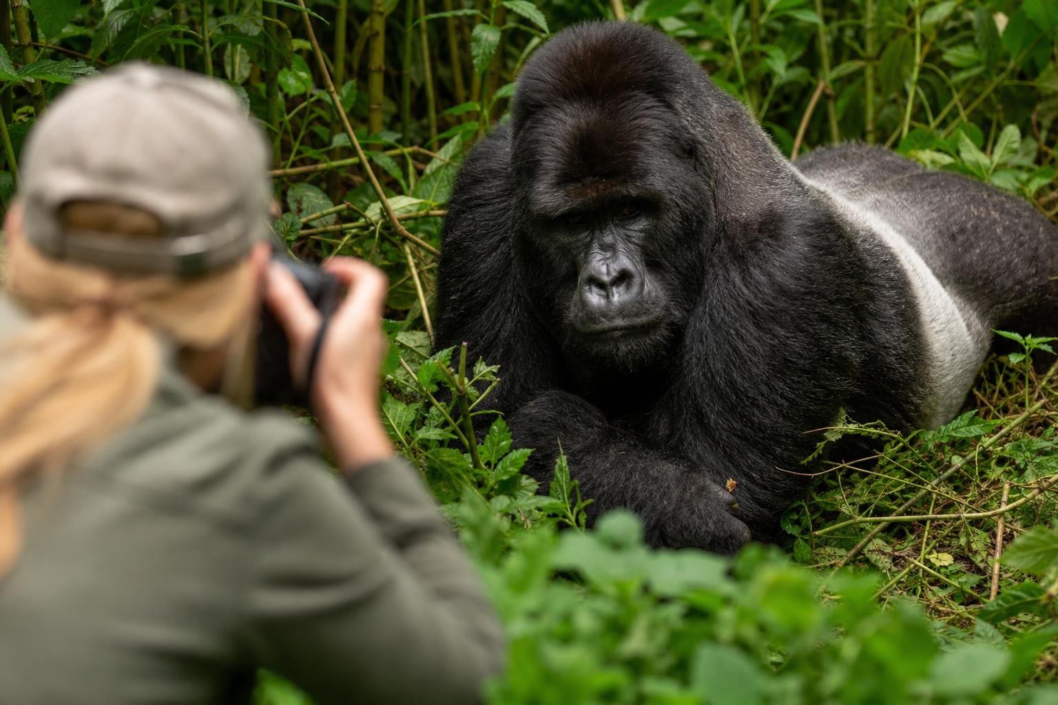 Gorilla Trekking Rwanda vs Uganda (2026): Which Is Best?