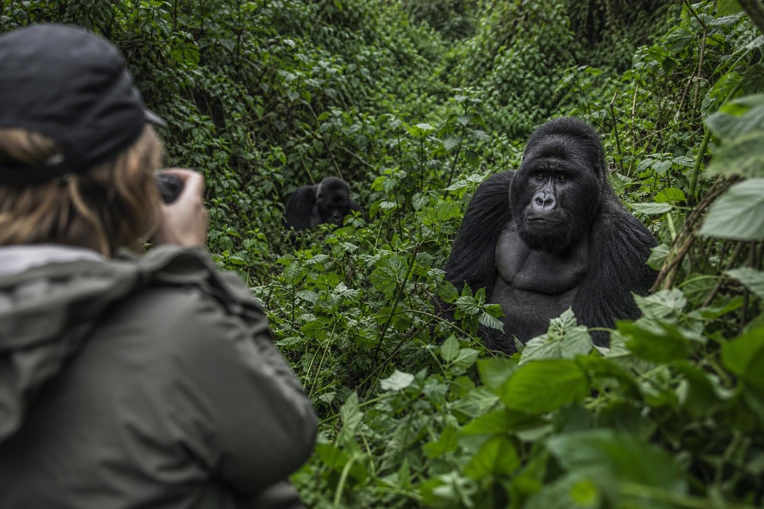 Is Gorilla Trekking Worth It in 2026? Costs, Odds, Impact
