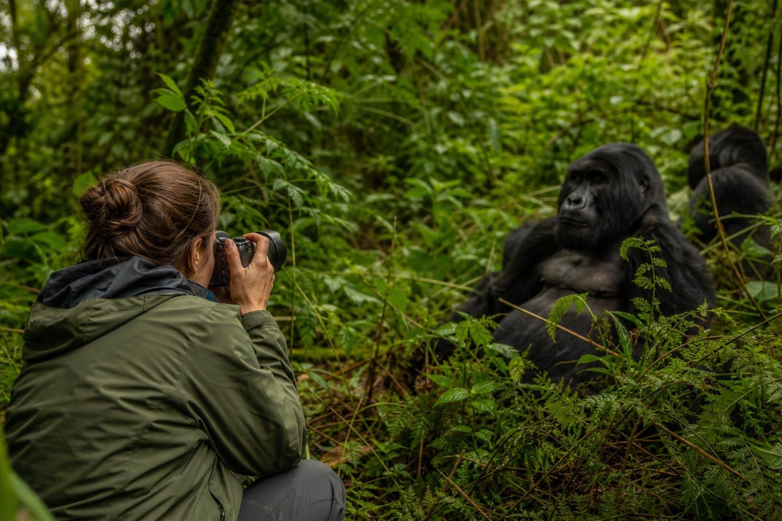 Gorilla Trek Cost 2026: Permits, Prices & What’s Included