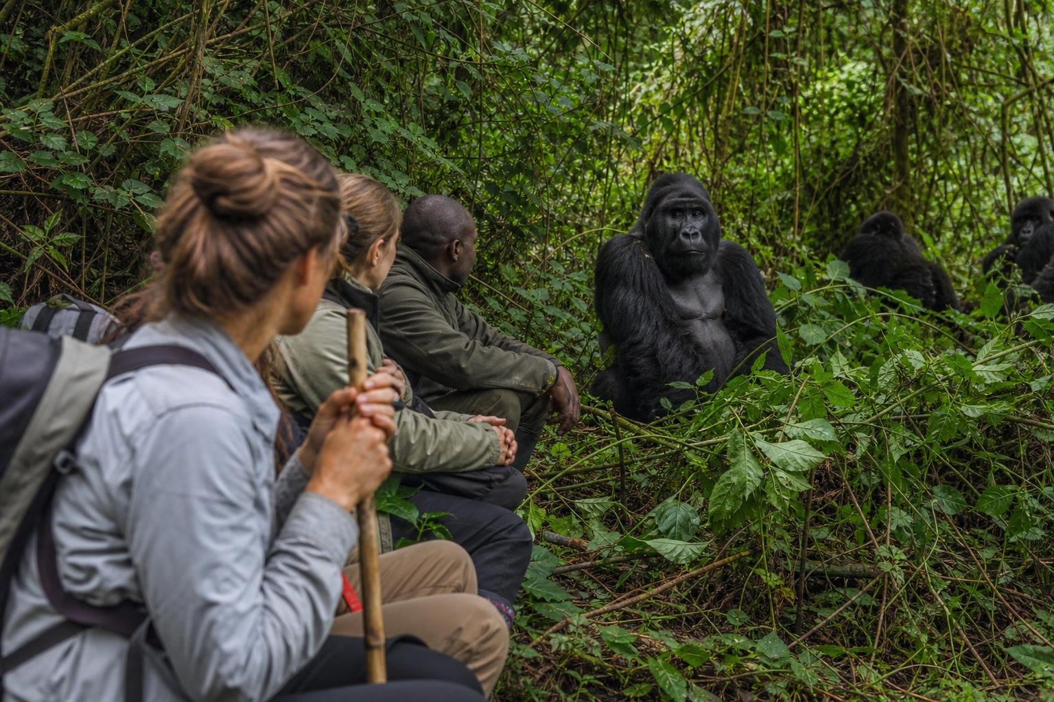 Gorilla Trekking Itineraries 2026: The Complete Glossary