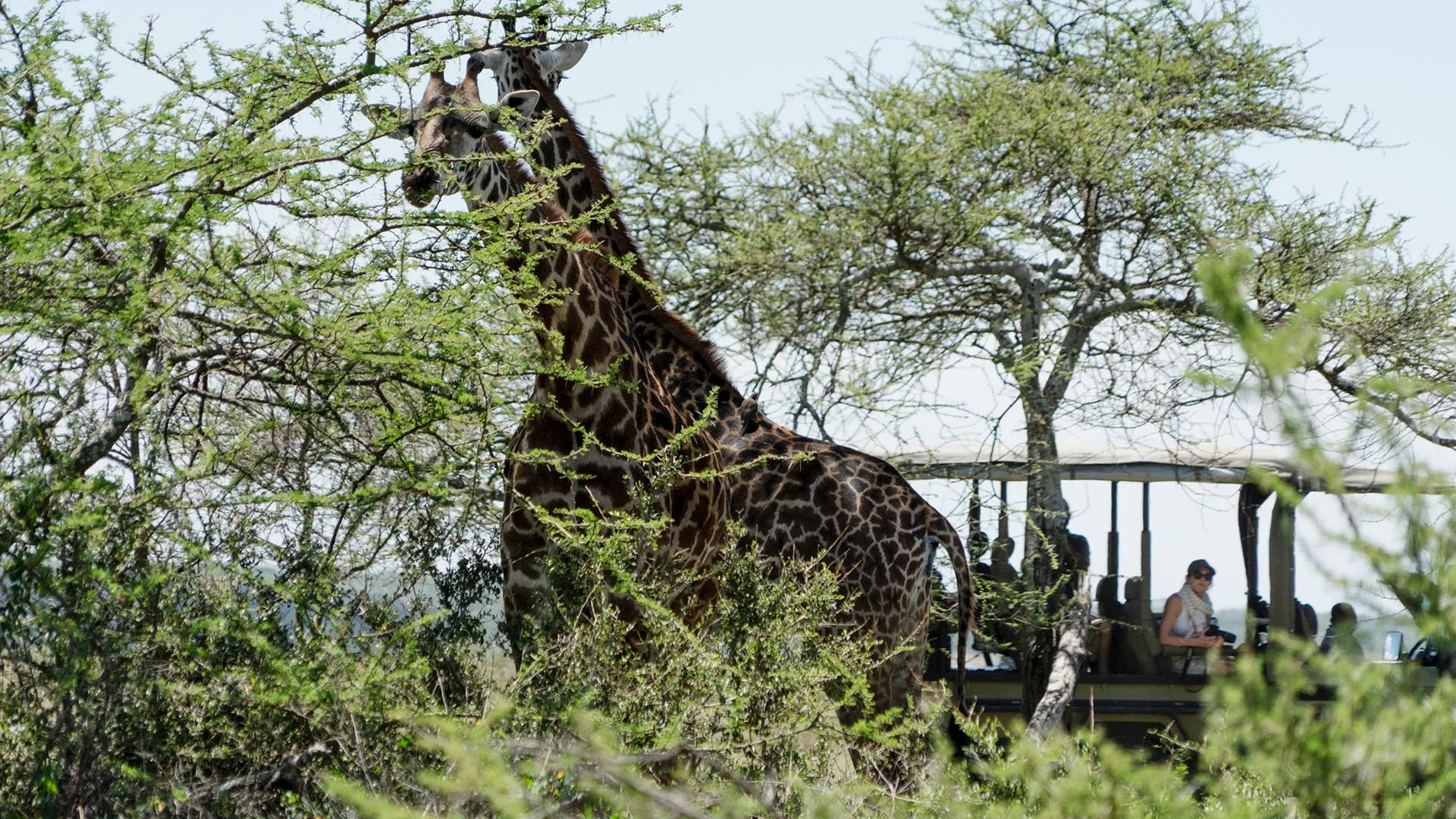 Luxury Tanzania Honeymoon Glossary 2026: 30+ Terms