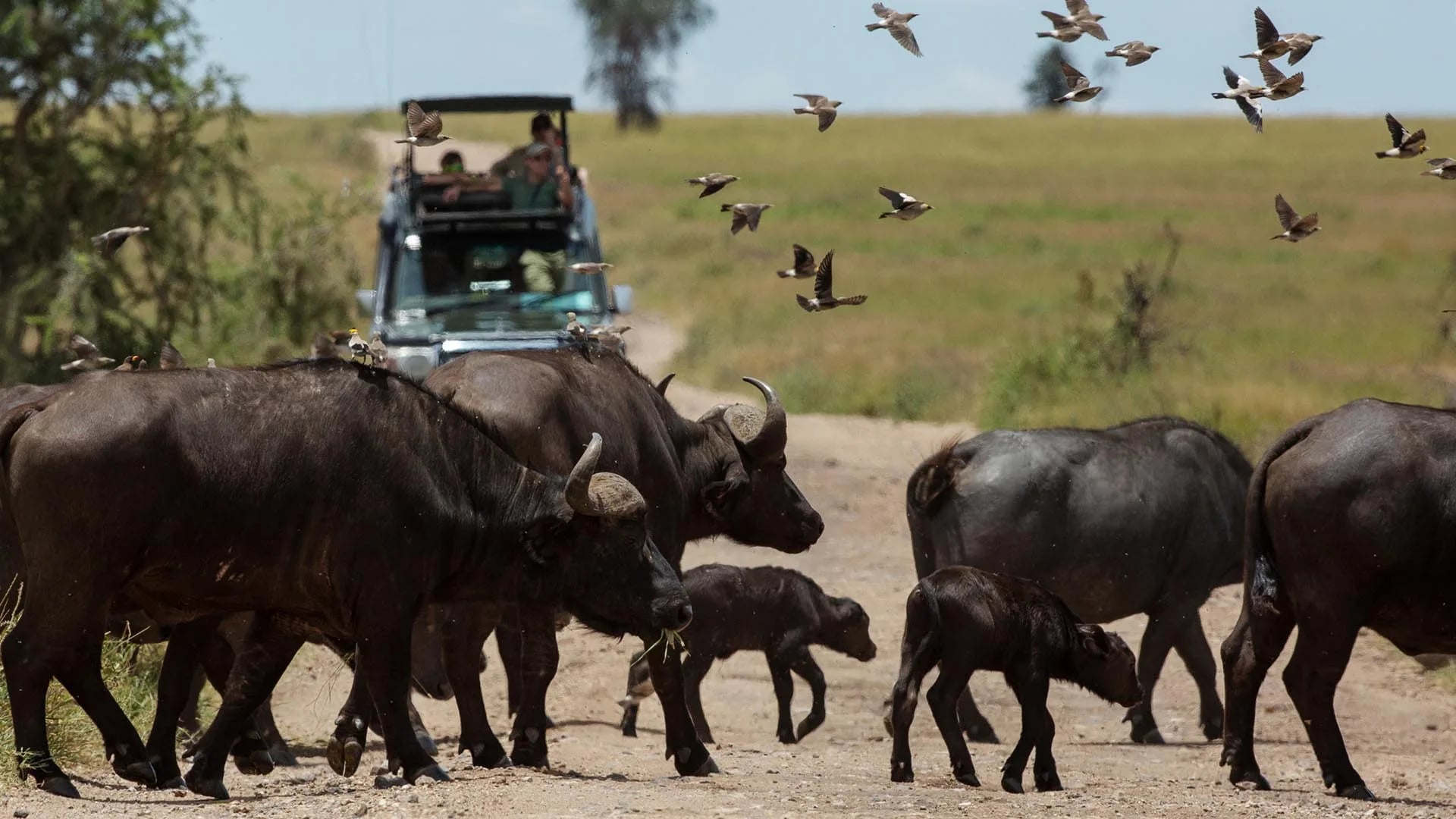 Family Reunion Safari Tanzania: 2026 Planning Guide