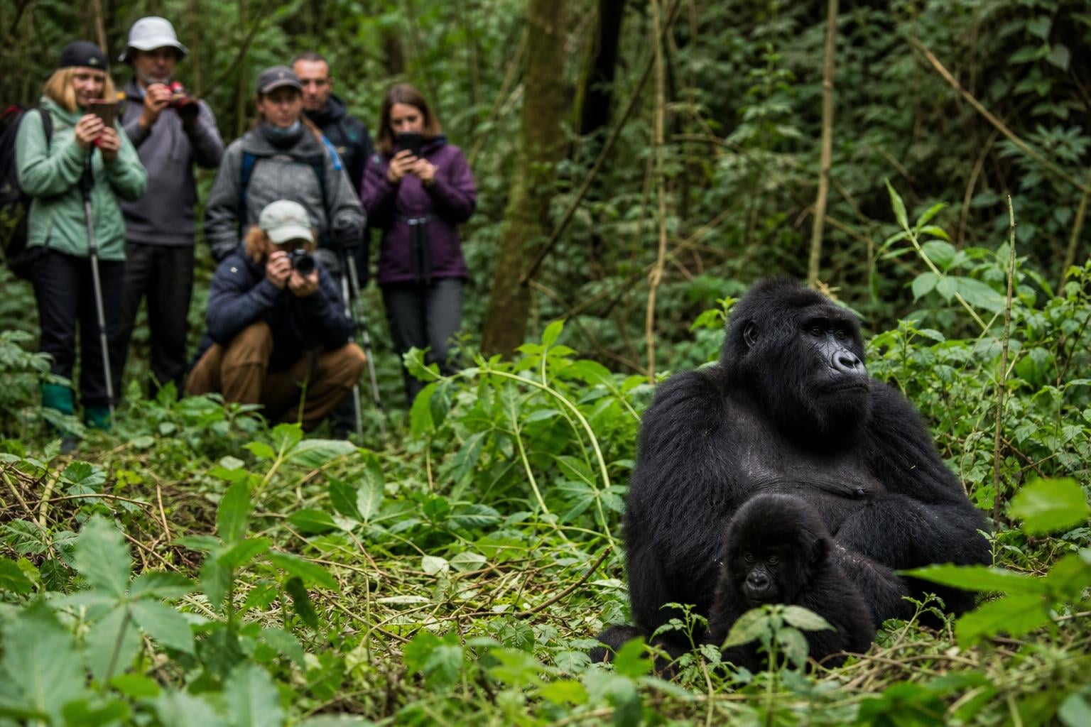 Gorilla Trekking FAQs 2026: Permits, Costs, Rules & Tips